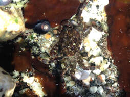 Image of striped shore crab