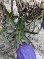 Image of Provence Bellflower