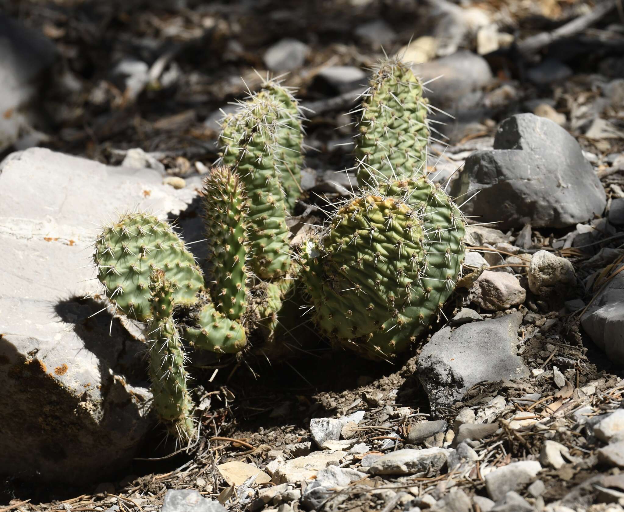 Opuntia × charlestonensis的圖片