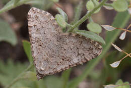 Image of Aplocera simpliciata Treitschke 1835