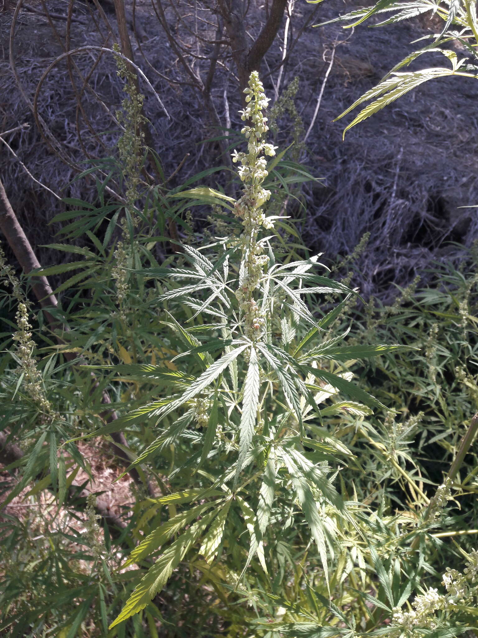 Imagem de Cannabis sativa subsp. indica (Lam.) E. Small & A. Cronquist