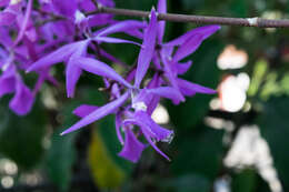 Image of Encyclia kennedyi (Fowlie & Withner) Hágsater