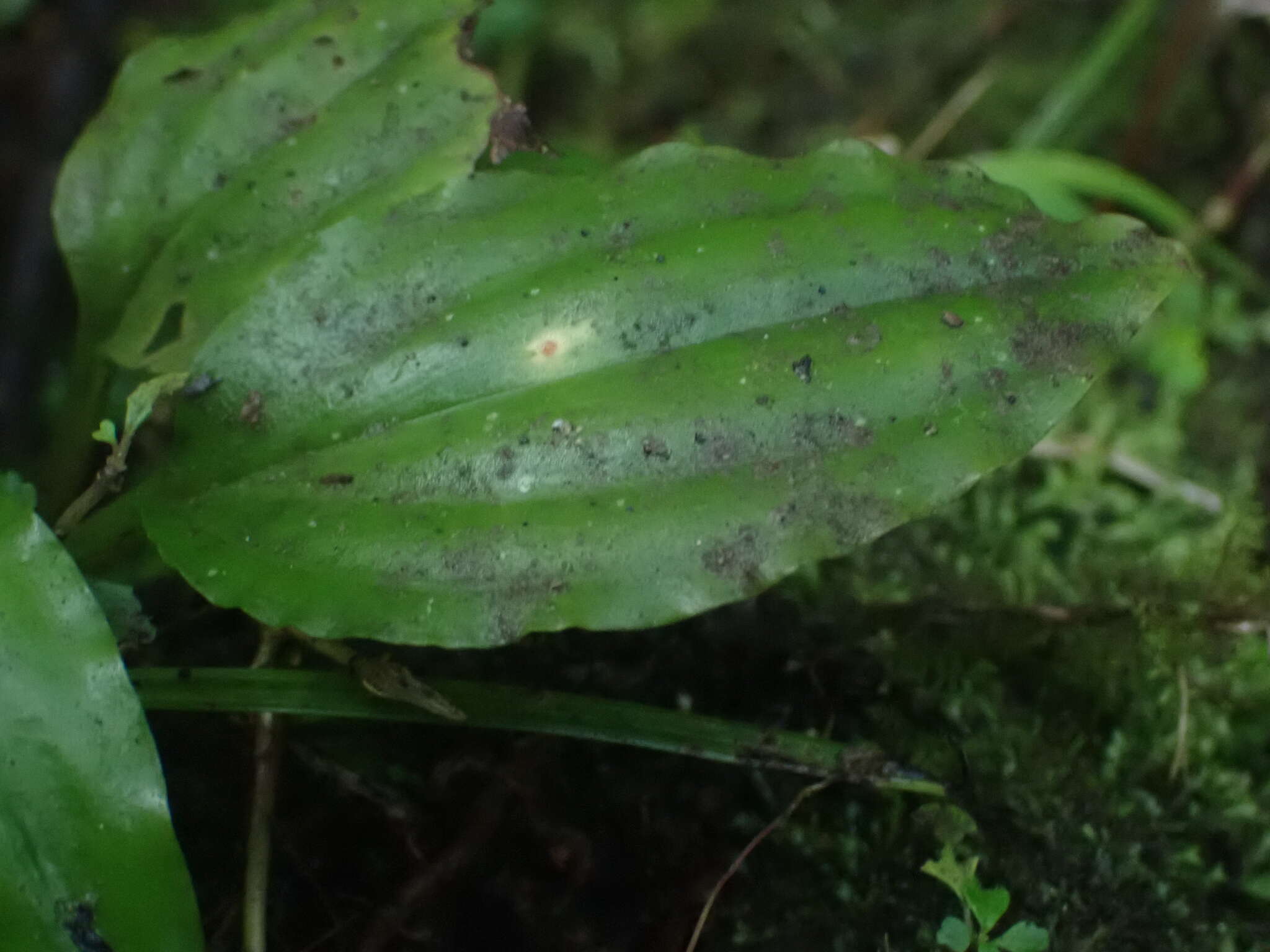 Image of Cypress-knee helmet orchid