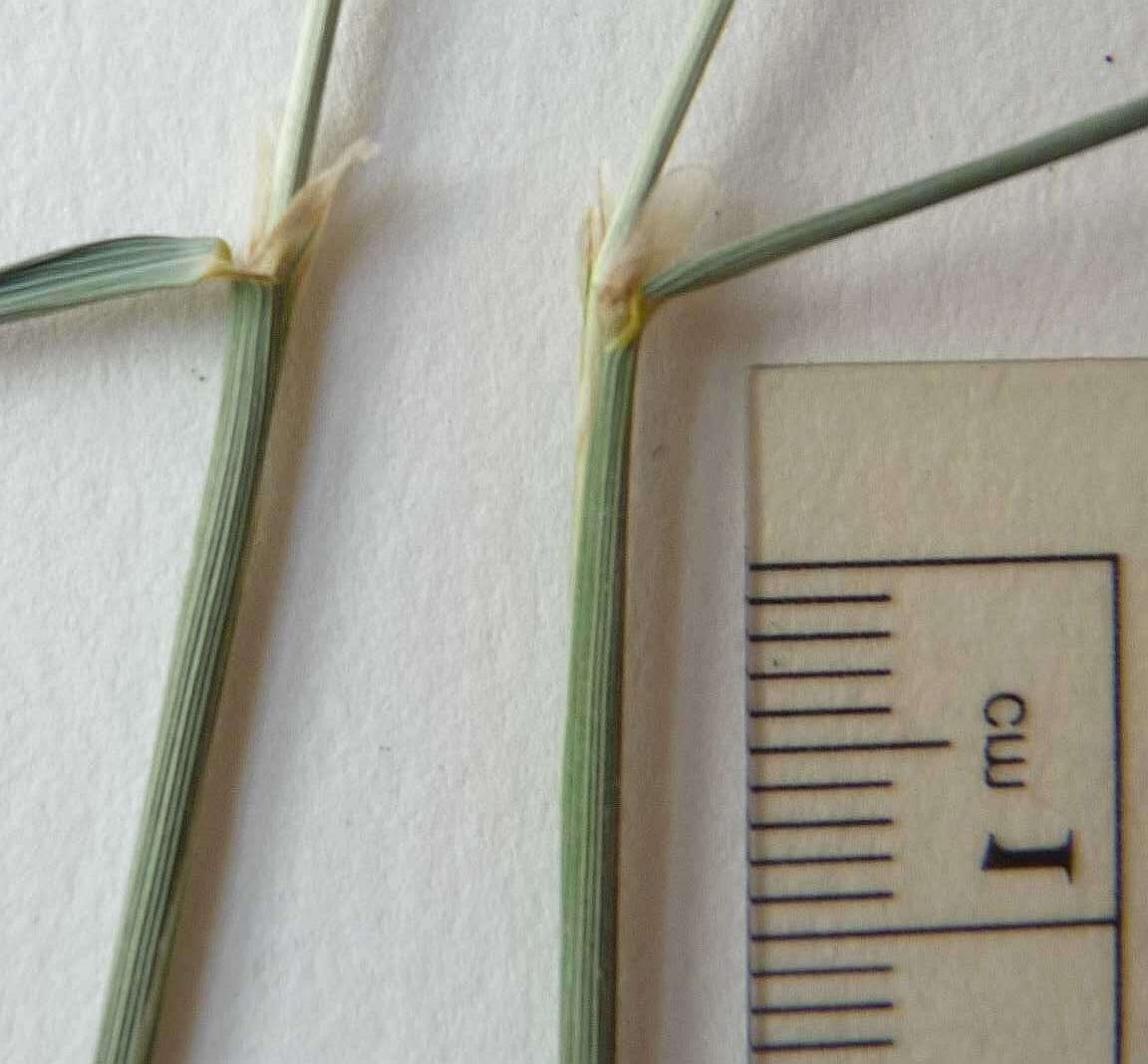 Image of Calamagrostis canadensis (Michx.) P. Beauv.