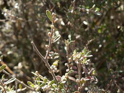 Sivun Diospyros pubescens var. microphylla (Burch.) kuva