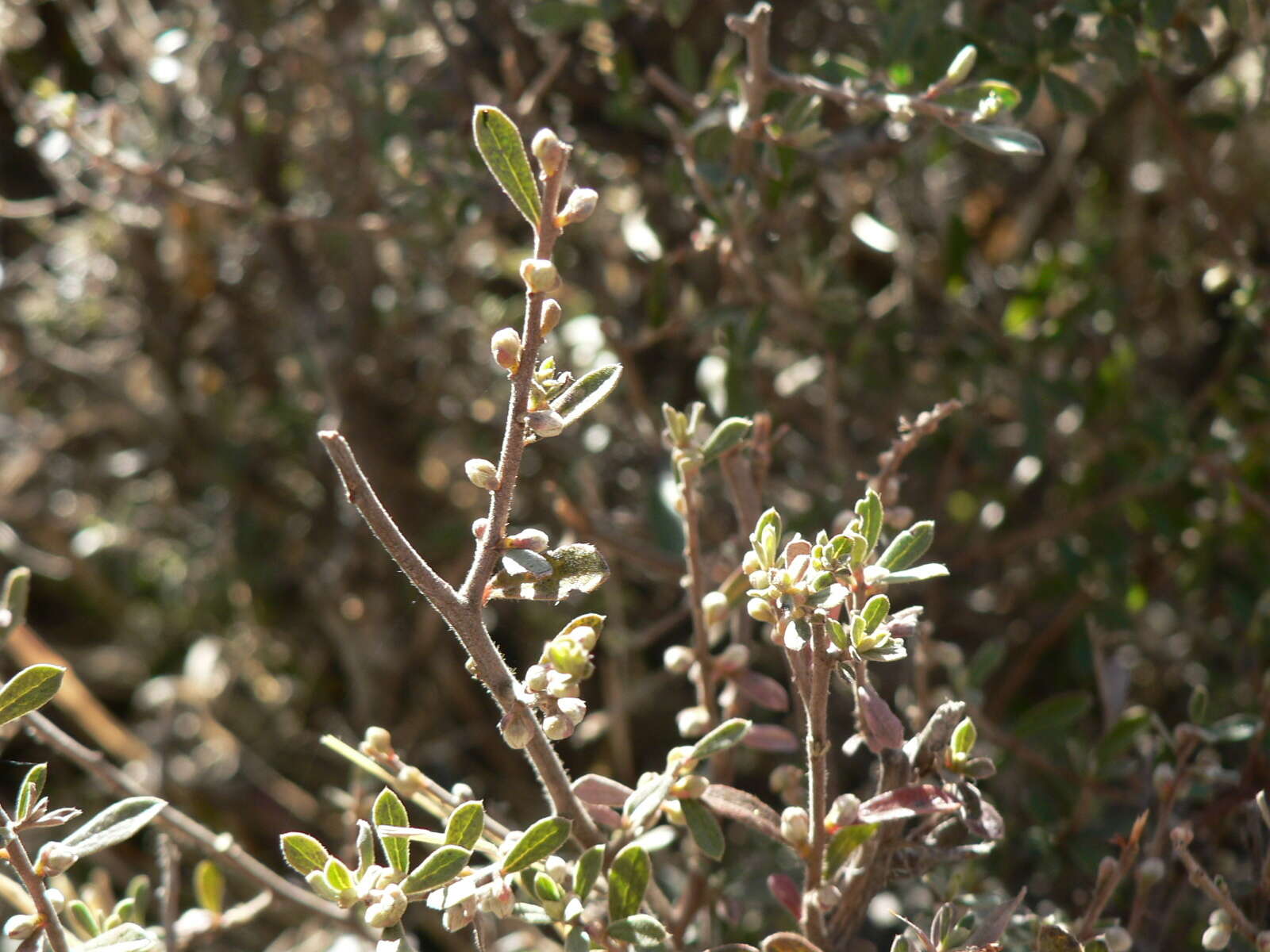 Sivun Diospyros pubescens var. microphylla (Burch.) kuva