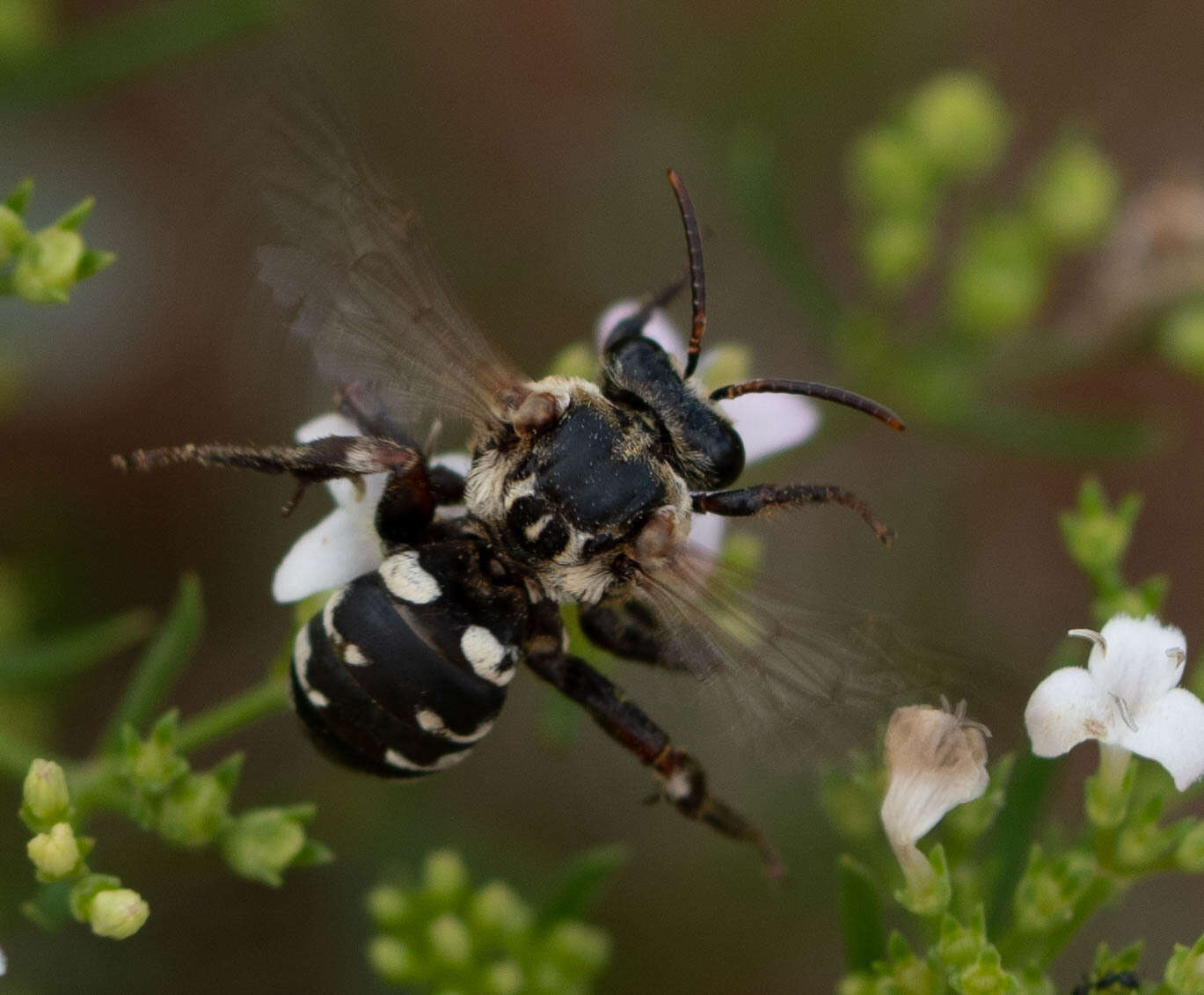 Ericrocis lata (Cresson 1879) resmi