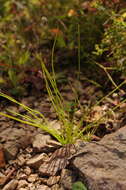 Image of True Quillwort