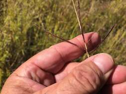 Image of Bothriochloa ewartiana (Domin) C. E. Hubb.