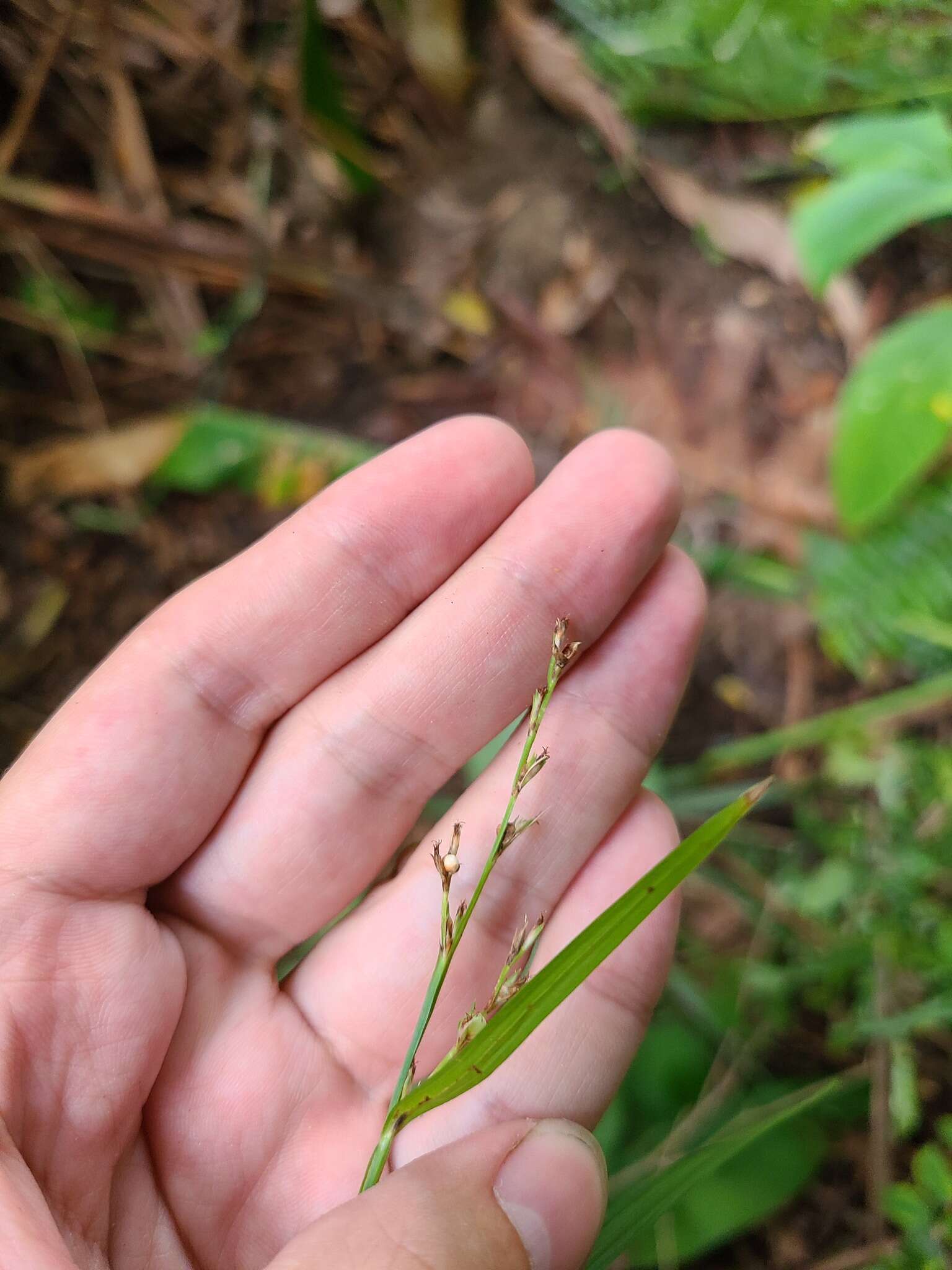 Imagem de Scleria lithosperma (L.) Sw.