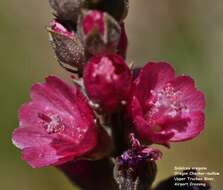 Image of Oregon checkerbloom