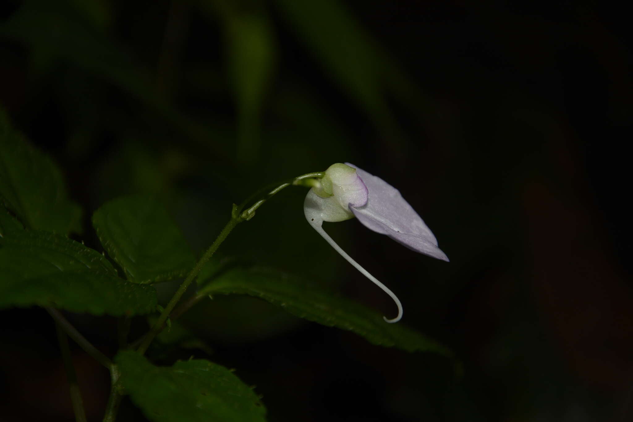 Image of Impatiens leptura Hook. fil.