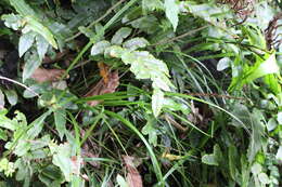 Image of Carex corynoidea K. A. Ford