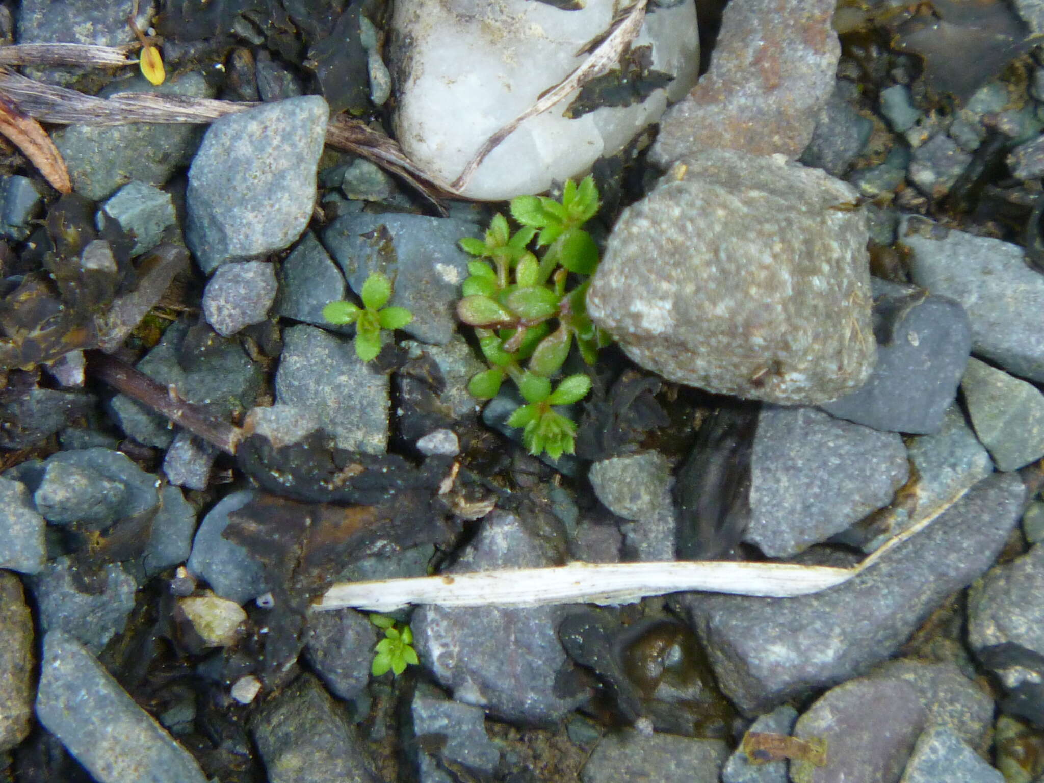 Image of Lamarck's bedstraw