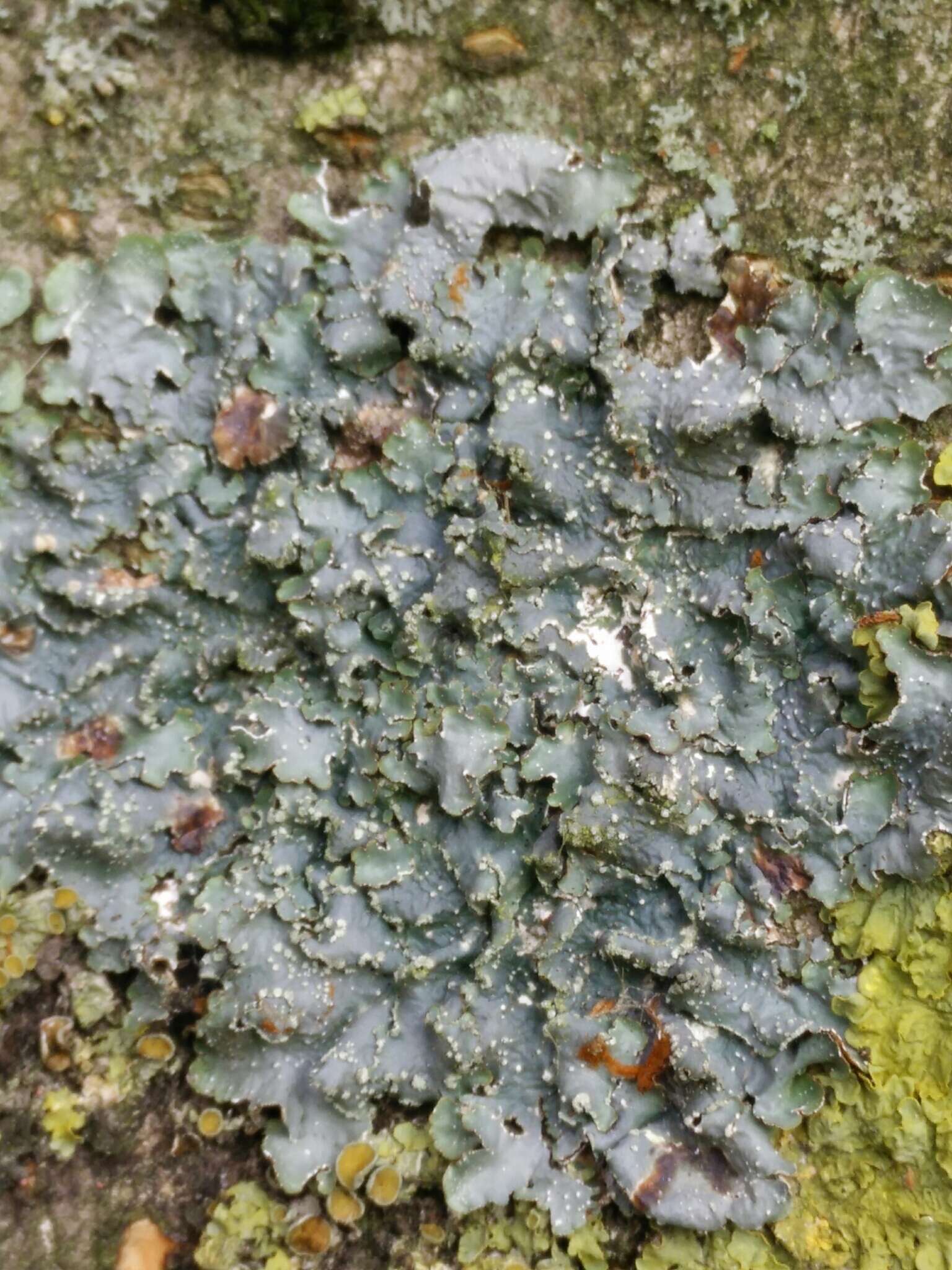 Image of forest speckleback lichen