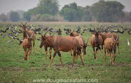 Image of Damaliscus lunatus subsp. tiang (Heuglin 1863)