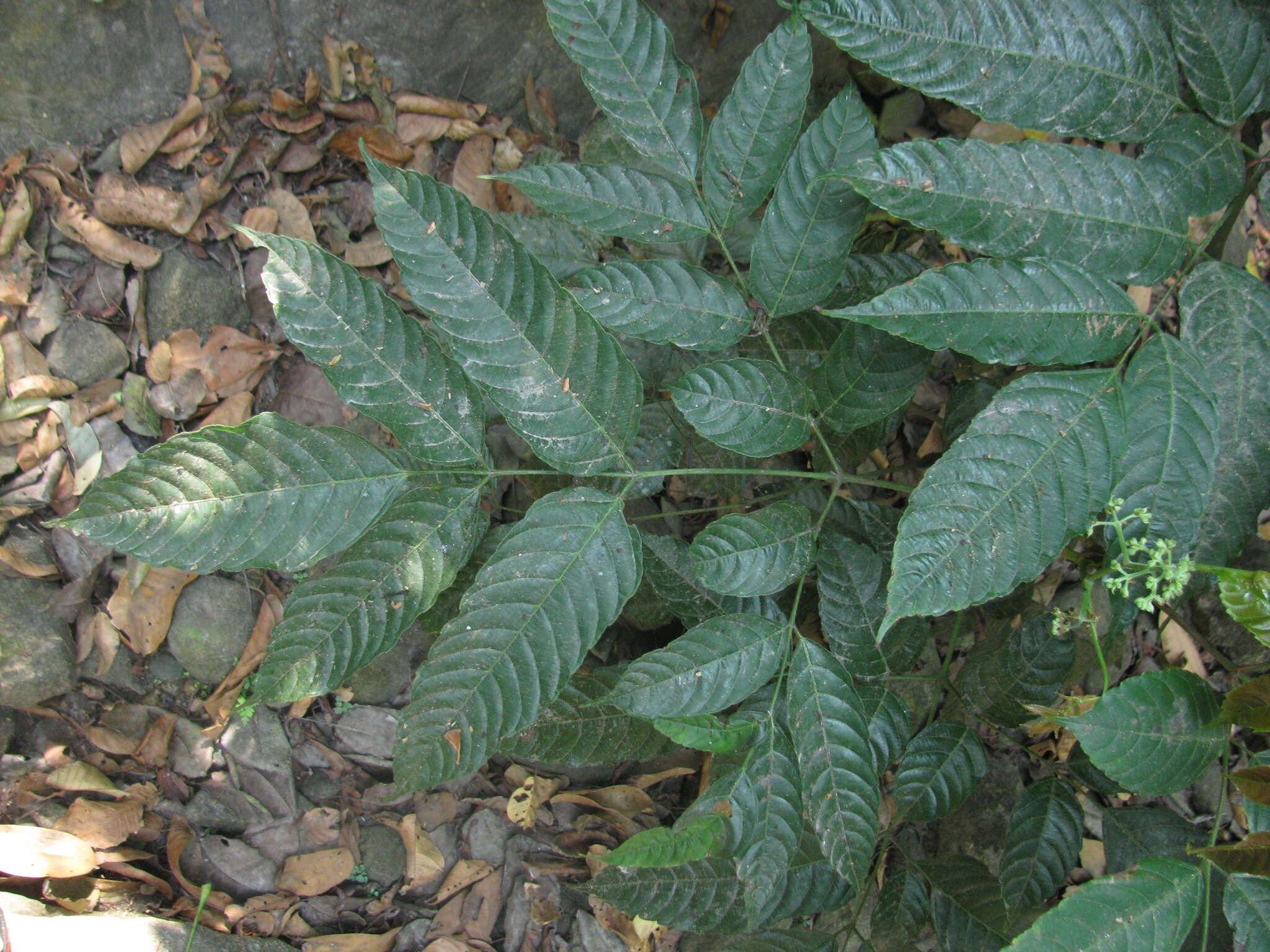 Leea indica (Burm. fil.) Merr. resmi