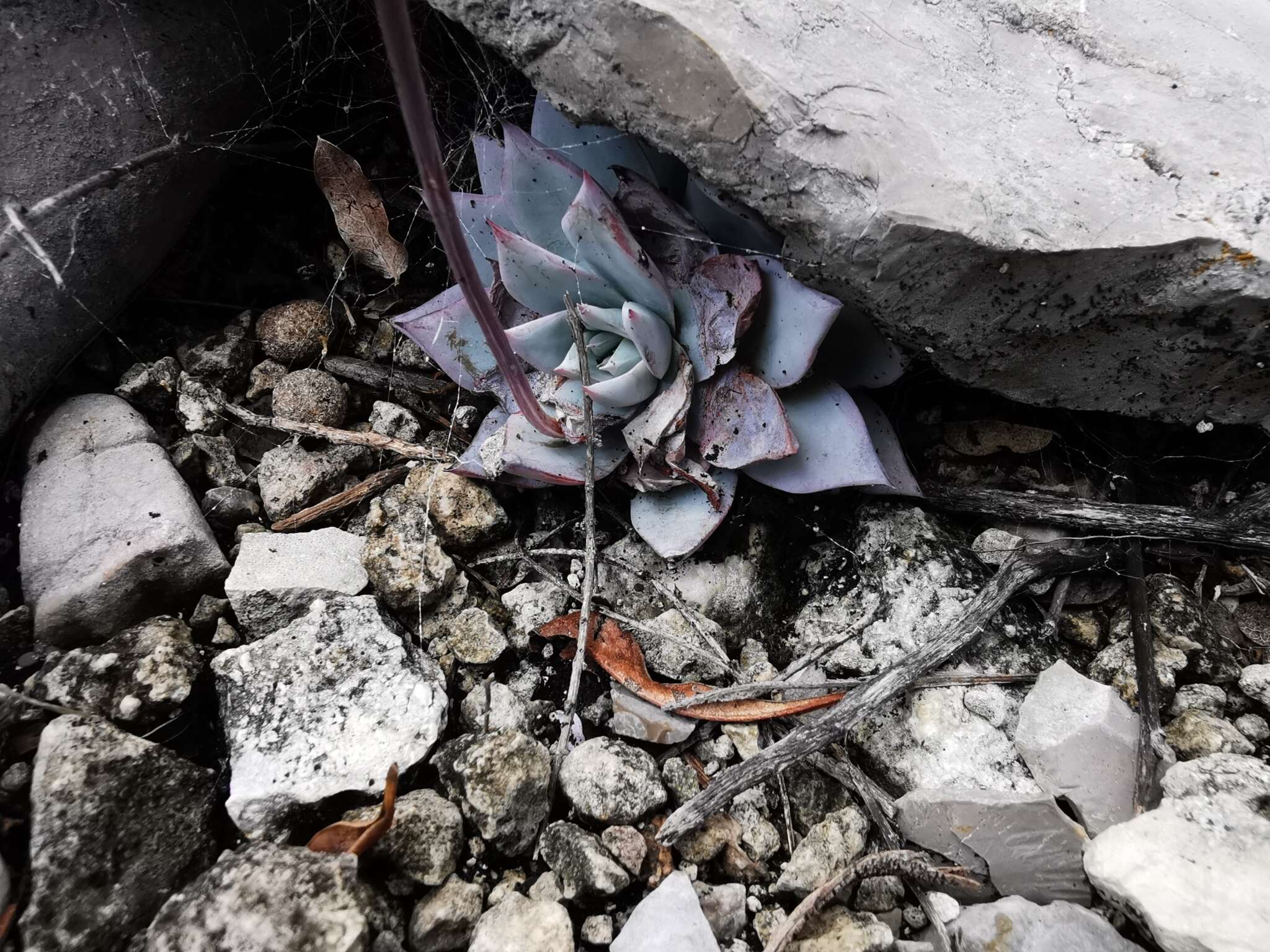 Image of Echeveria peacockii Croucher