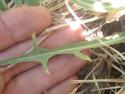 Lactuca graminifolia Michx. resmi