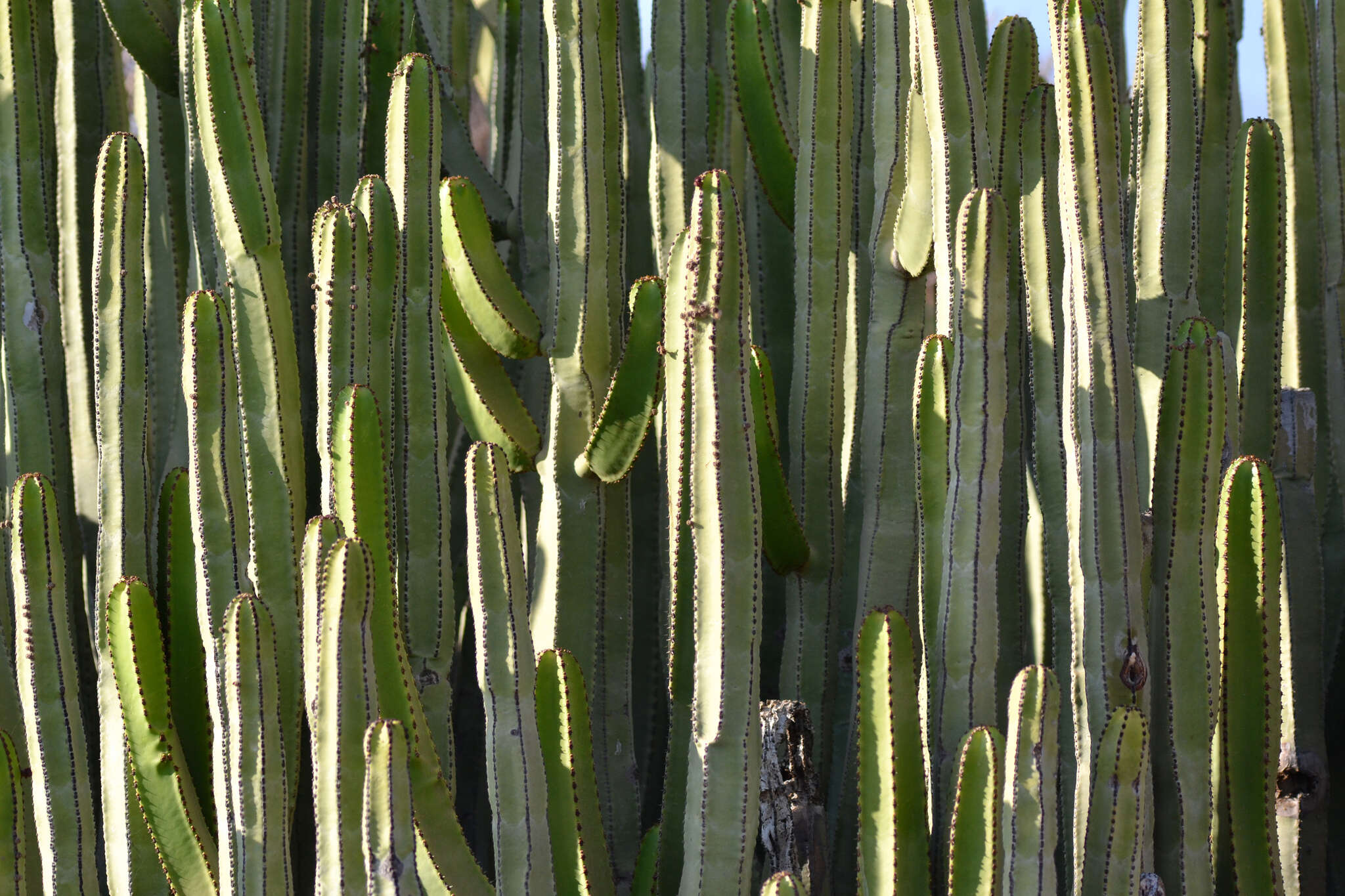 Imagem de Euphorbia canariensis L.