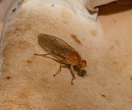 Suillia laevis (Loew 1862)的图像