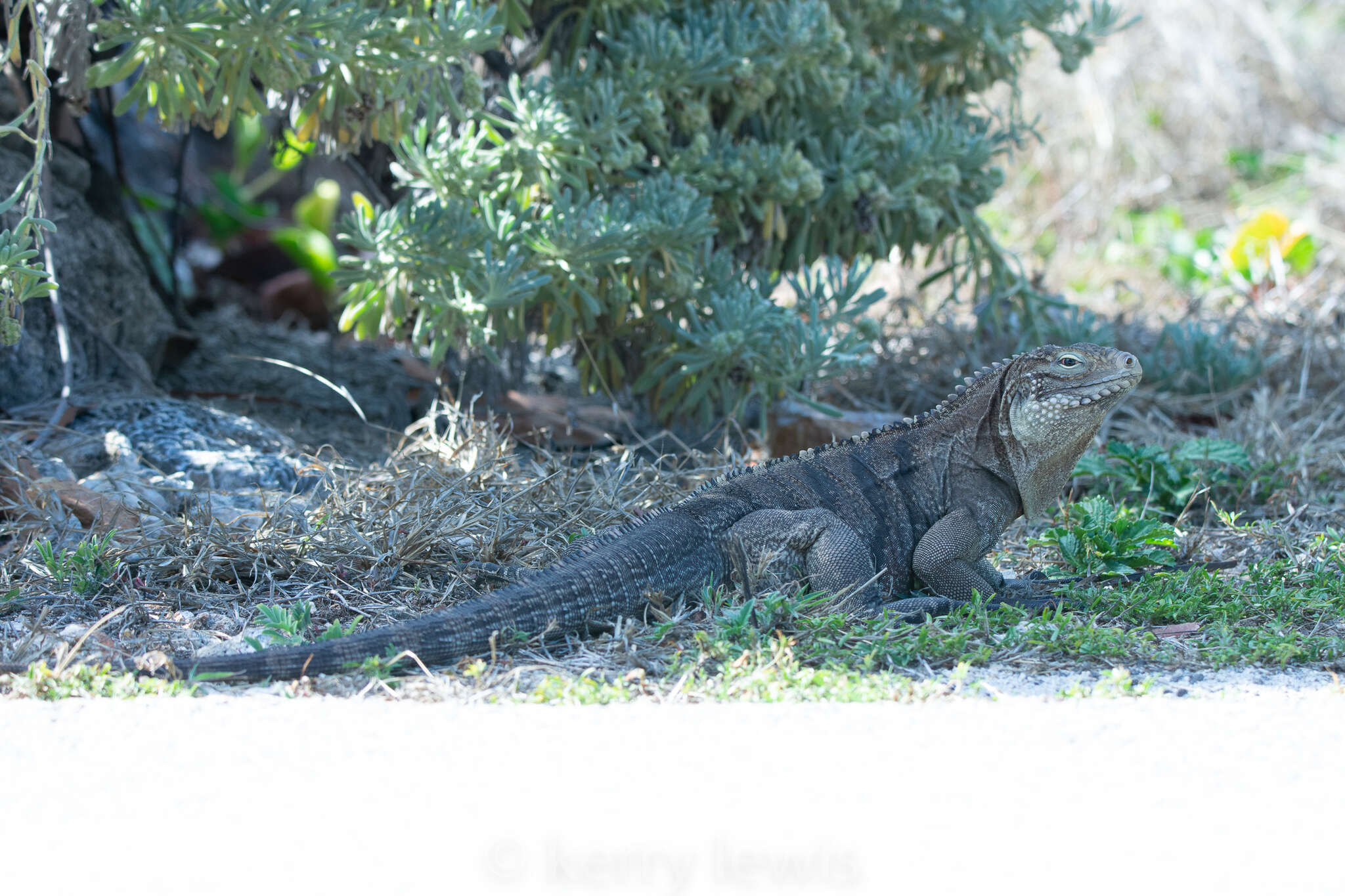 Image of Cayman Island Ground Iguana