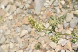 صورة Eryngium duriaei Gay ex Boiss.