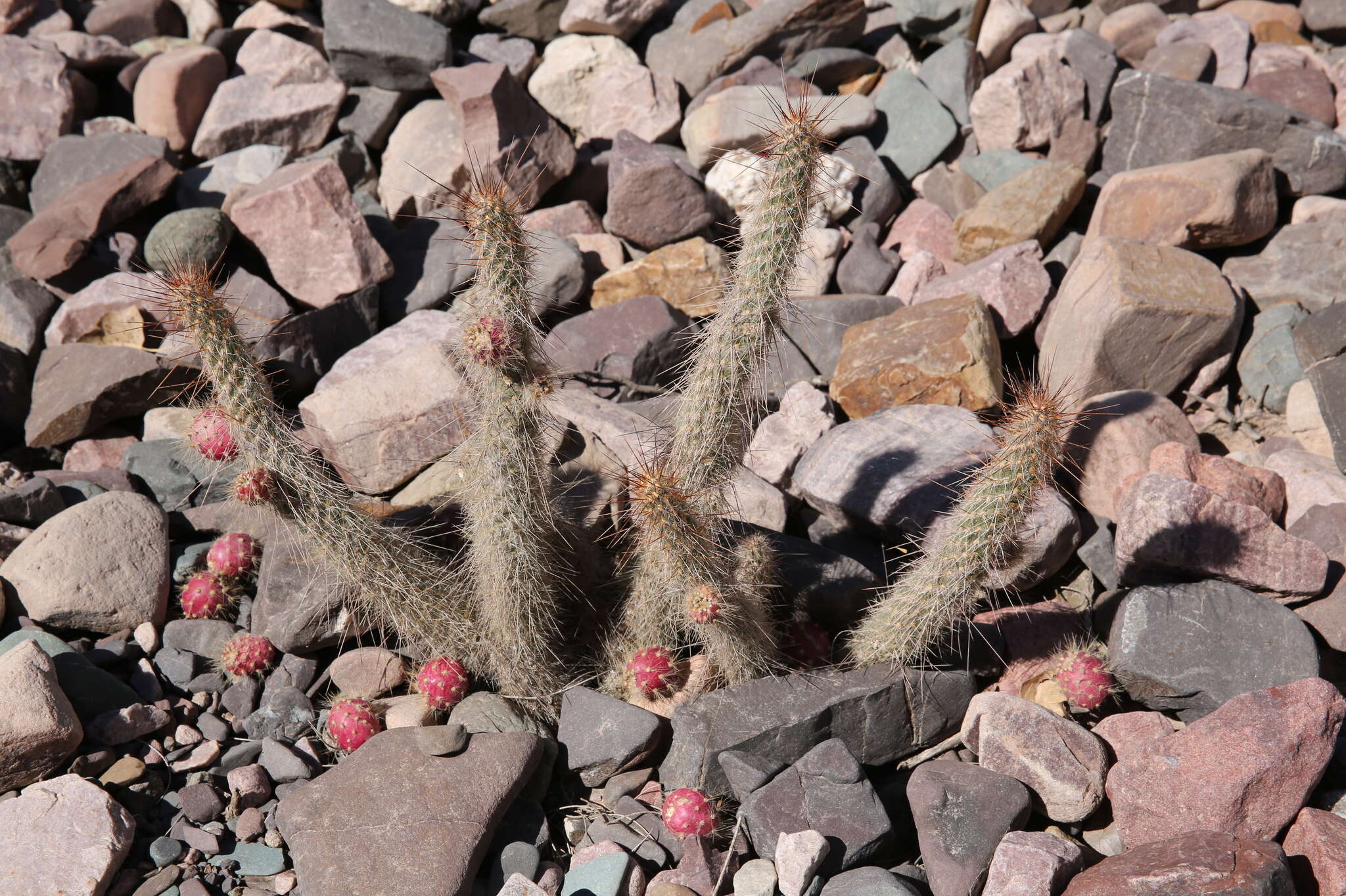 Image of Austrocylindropuntia shaferi (Britton & Rose) Backeb.