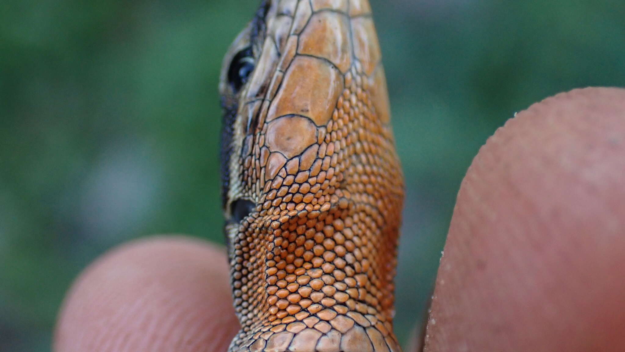 Sivun Anatololacerta anatolica (Werner 1900) kuva