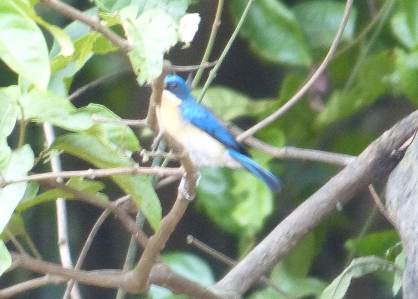 Image of Malaysian Blue Flycatcher