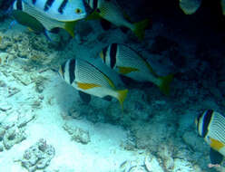 Image of Bridled seabream