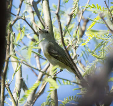 Image of Bell's Vireo