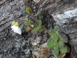 Image de Ourisia remotifolia M. T. Kalin Arroyo