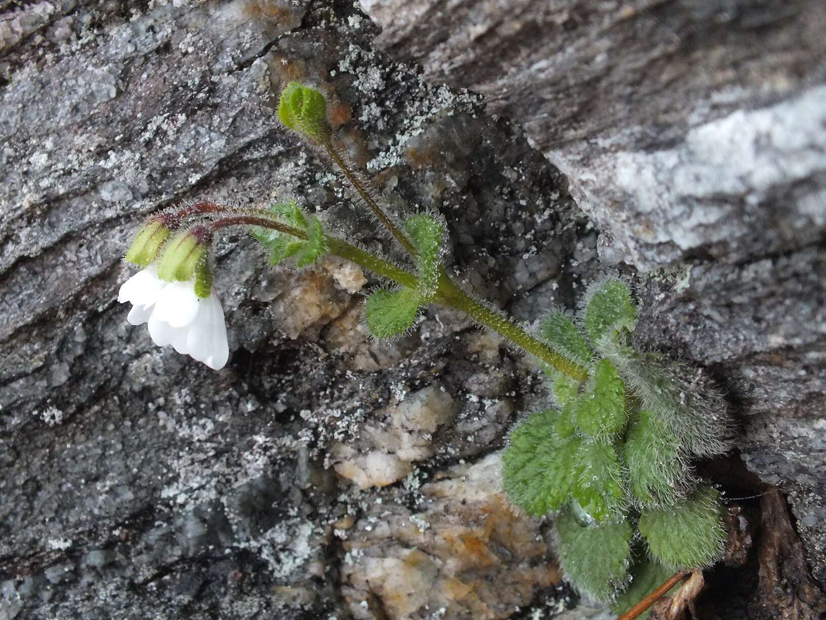 Image de Ourisia remotifolia M. T. Kalin Arroyo