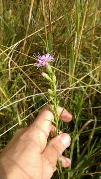 Image of Ontario blazing star