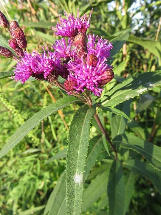 Image of prairie ironweed