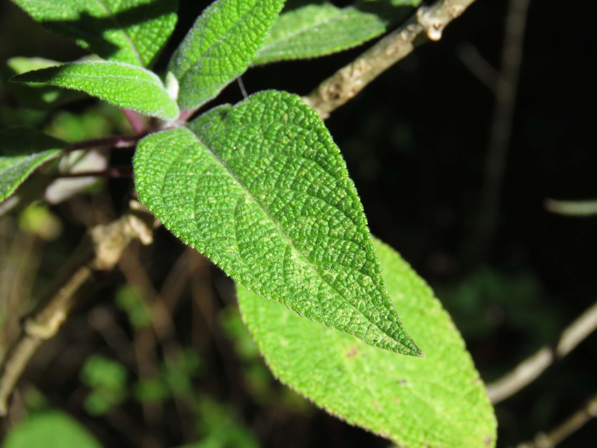 Image of Salvia nervata M. Martens & Galeotti