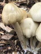 Image de Agrocybe rivulosa Nauta 2003