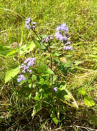 Image of blue mistflower