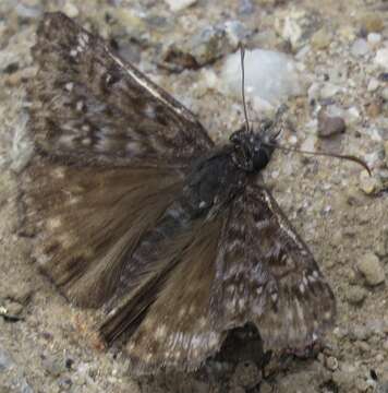 Image of Erynnis propertius Scudder & Burgess 1870