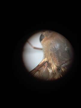 Image of Heath bee-fly