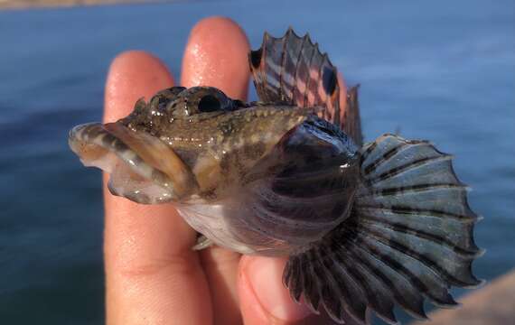 Image of Bonehead sculpin