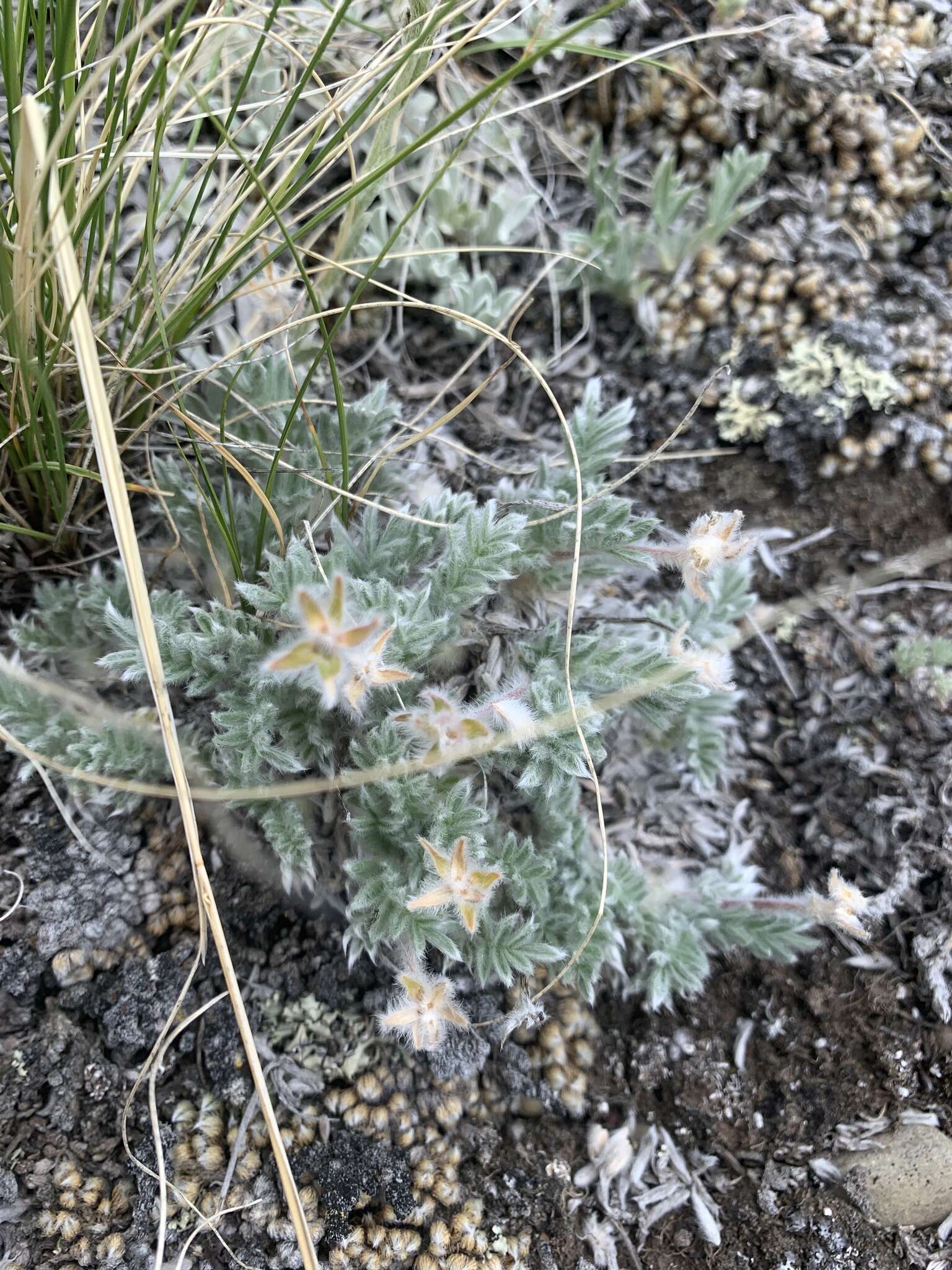 Image of haresfoot locoweed