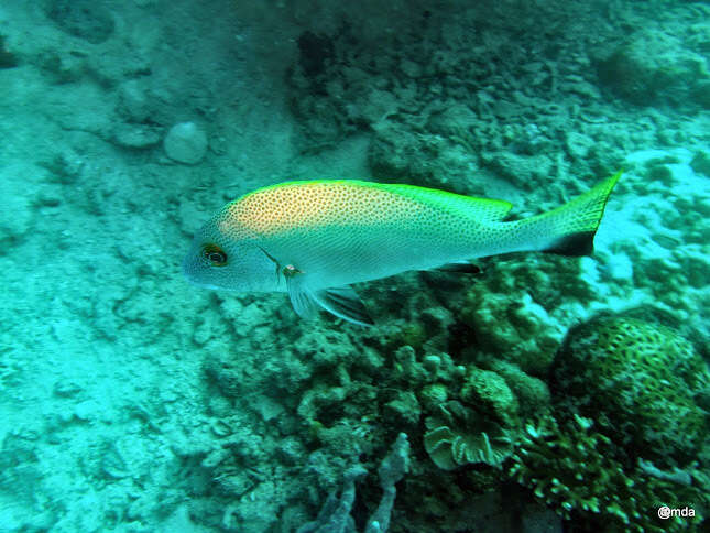 Image of Black-foot sweetlips