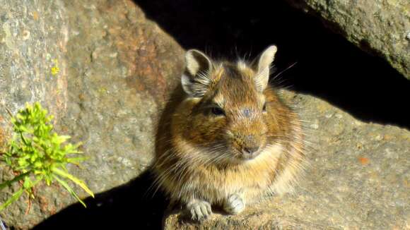 Image of degu