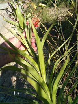 Image of Tiger lily