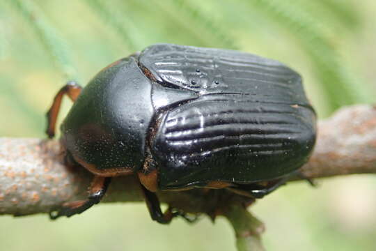 Image de Diplognatha (Apocnosis) striata Janson 1877