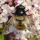 Image of Volucella varipila Coe 1964