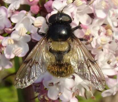 Image of Volucella varipila Coe 1964