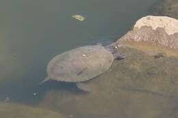 Image of Ouachita Map Turtle